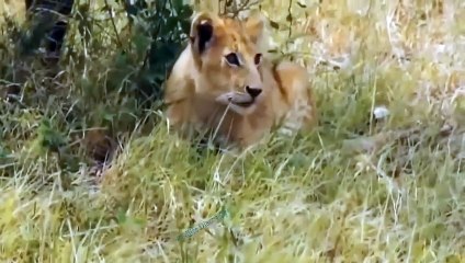 OMG! LION KING IS PARALYZED BY POISON FROM COBRA BITE! LIONS ATTACK PYTHON