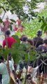Video | Hombre viola a su hijastra y luego la mata en Villas Agrícolas