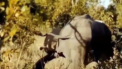 RAGE HERBIVORES! POWERFUL BUFFALOES RAMMING AND TRAMPLING LIONS