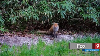 Top 10 Animals that dont Like Humans