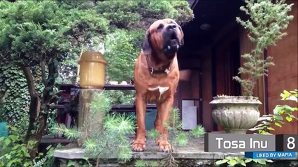 Top 10 Dangerous Dogs Liked by Mafia Gangs