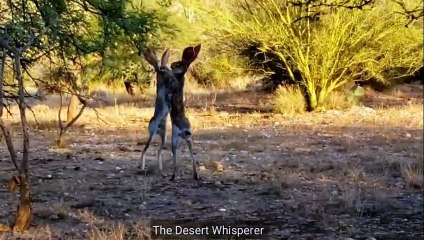 Top 10 Extreme Animal Fights You Must See