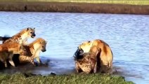 Top 10 Deadly Fights Lions vs Hyenas! Animals Fight