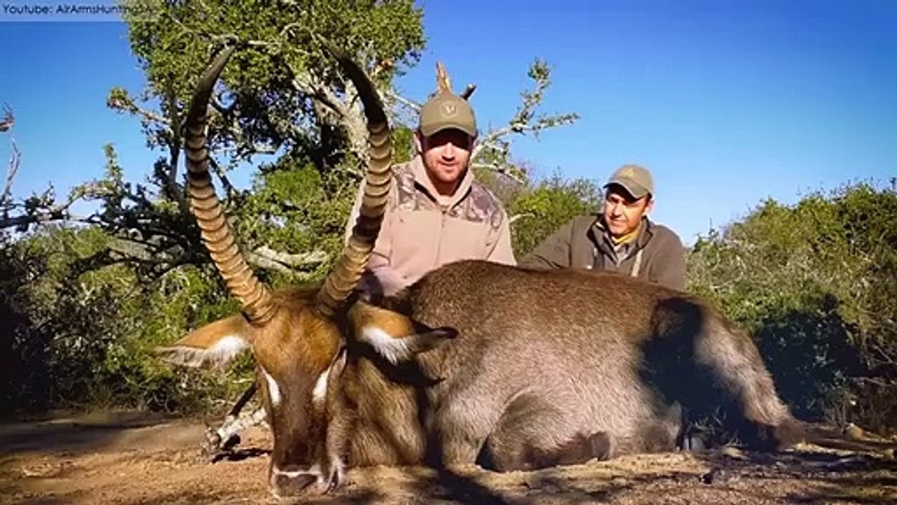Top 10 Fastest Animals 320+ km