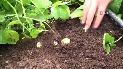 Les pommes de terre domestiques et nationales sont produites dans un environnement sans sol