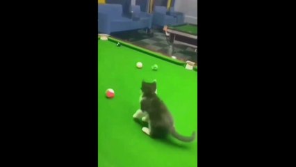 Самые Смешные Котики и Другие Животные