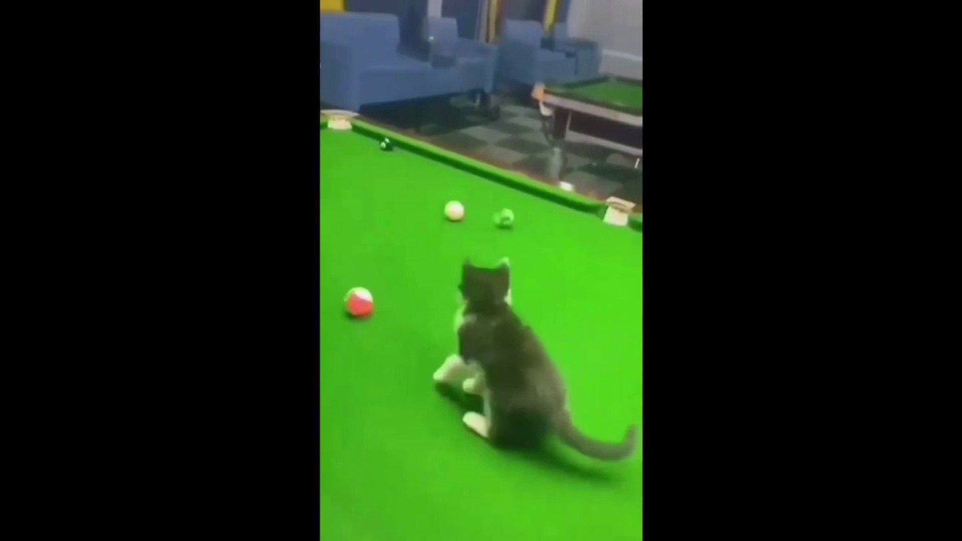 ⁣Самые Смешные Котики и Другие Животные