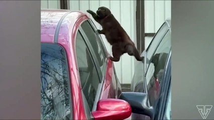 Лучшие Приколы с Домашними Животными