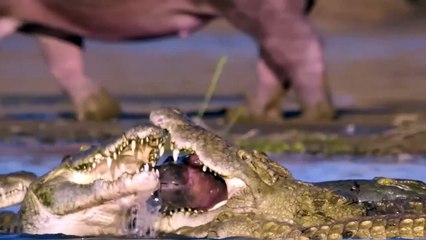 Crocodiles Being Devoured By Lions As a Kind of Vengeance