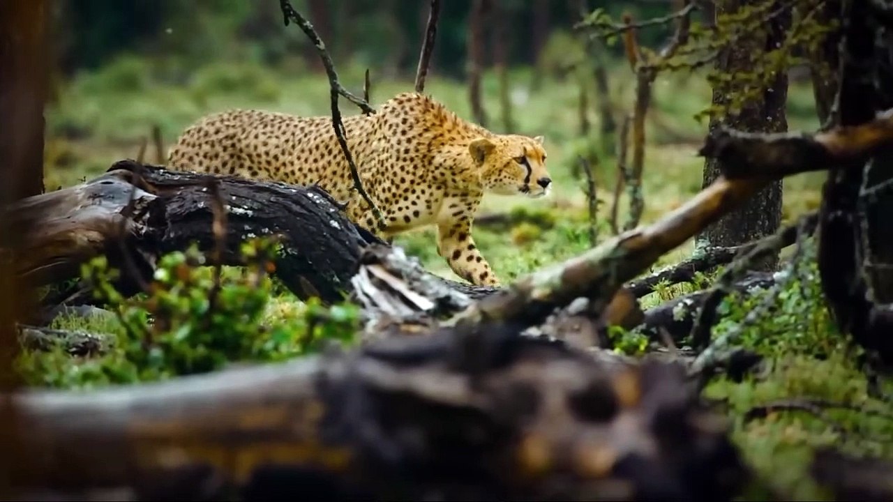 Even Predators Cannot Avoid Their Fate