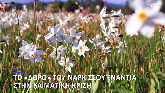 Ουαλία: Το απροσδόκητο «δώρο» του νάρκισσου ενάντια στην κλιματική κρίση
