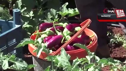 Gaziantep'te depremzede çiftçiler toprakla hayata tutunuyor