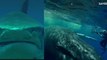 Une biologiste marine raconte la fois où une baleine à bosse l'a sauvée d'une attaque de requin-tigre
