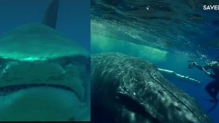 Une biologiste marine raconte la fois où une baleine à bosse l'a sauvée d'une attaque de requin-tigre