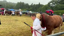 Bull judging at the Castlewellan Show