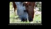 Salt River Wild Horses - Champ, Wild Stallion Rescues Filly From Drowning