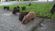 Rabbits take over Florida neighbourhood after breeder illegally lets them loose