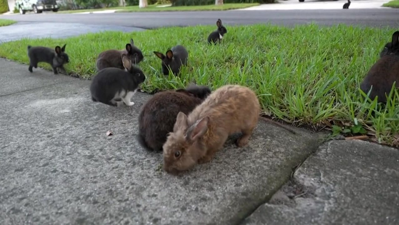 Rabbits take over Florida neighbourhood after breeder illegally lets ...