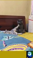 Funny cat and Dog videos 2023 / Best funniest Animals compilation