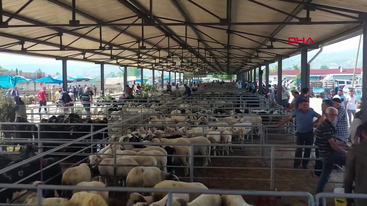 Les mouvements d'animaux interdits en raison de la maladie de la « langue bleue » dans le district d'Erbaa à Tokat