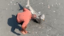 Shark Rescued From Fishing Net And Helped Back To Water | Wild-ish TV