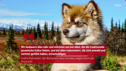 Die Heirat zweier Hunde löst in Indonesien einen Skandal aus