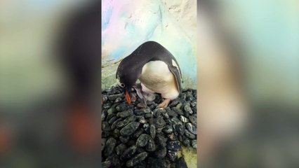 Adorable video shows twin penguin chicks - named Ant and Dec - hatching at Sea Life centre