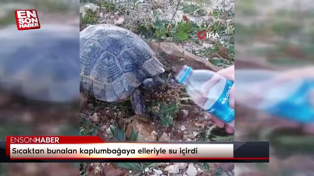Sıcaktan bunalan kaplumbağaya elleriyle su içirdi