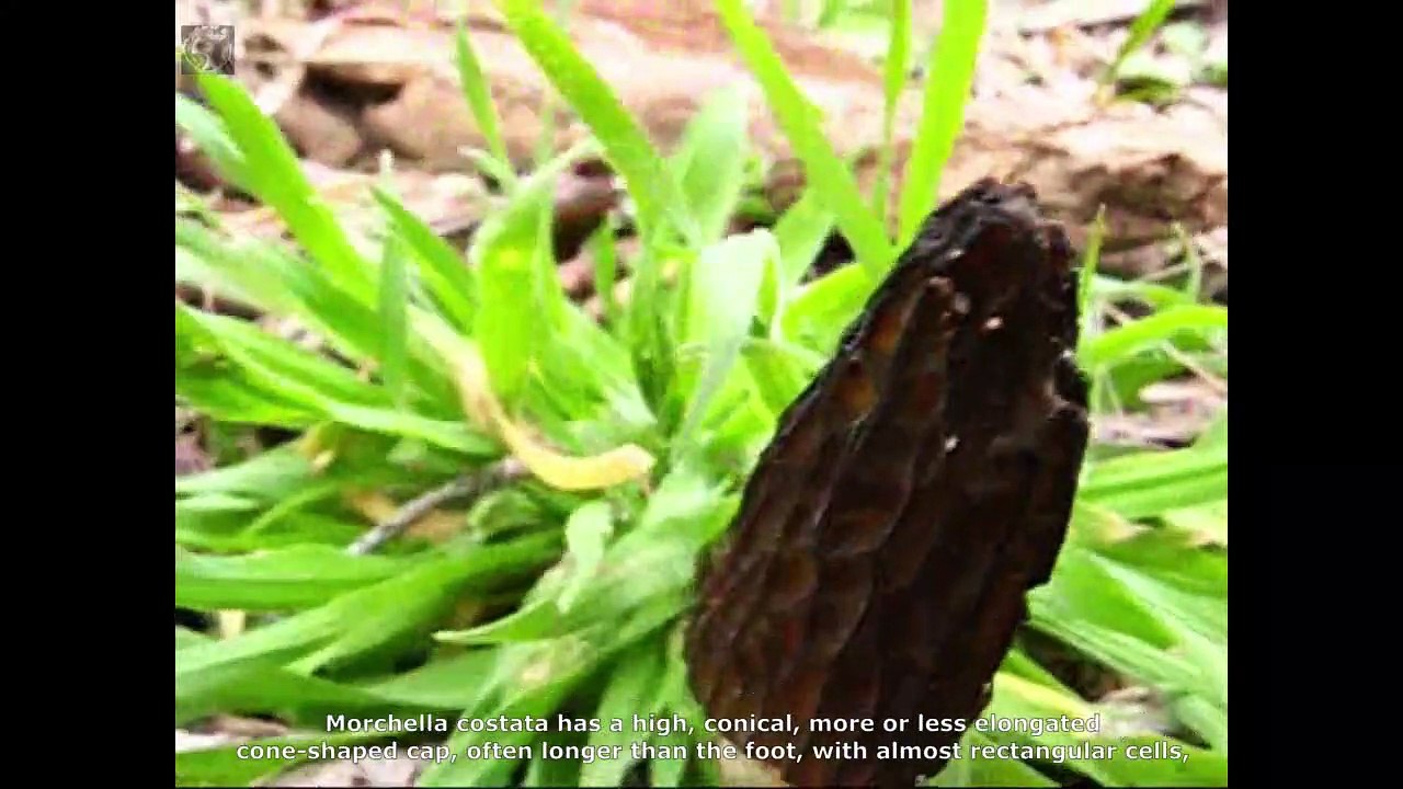Mochella costata. Champimaginatis. English Text