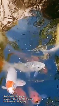 Bellísimo Estanque con peces en el vivero Paseo de las Flores - Maldonado, Uruguay