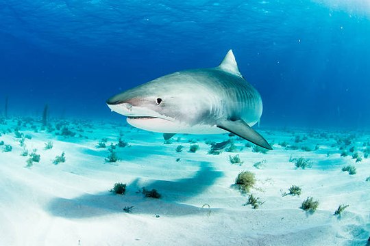 Los Tiburones Viajan Gracias A Los Campos Magnéticos De La Tierra