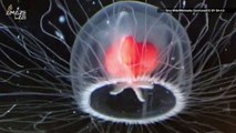 The ‘Immortal Jellyfish’ Can Choose to Reverse Its Aging and Become Young Again Whenever It Wants