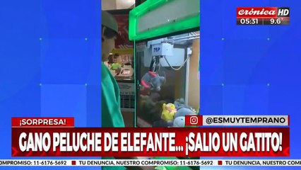¡De no creer! Sacó un peluche de elefantito de una máquina, pero salió un gatito de verdad