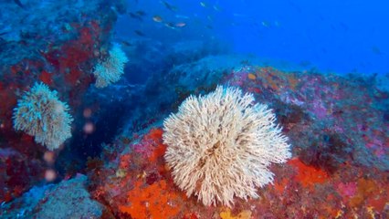 Un film sul corallo in via d’estinzione