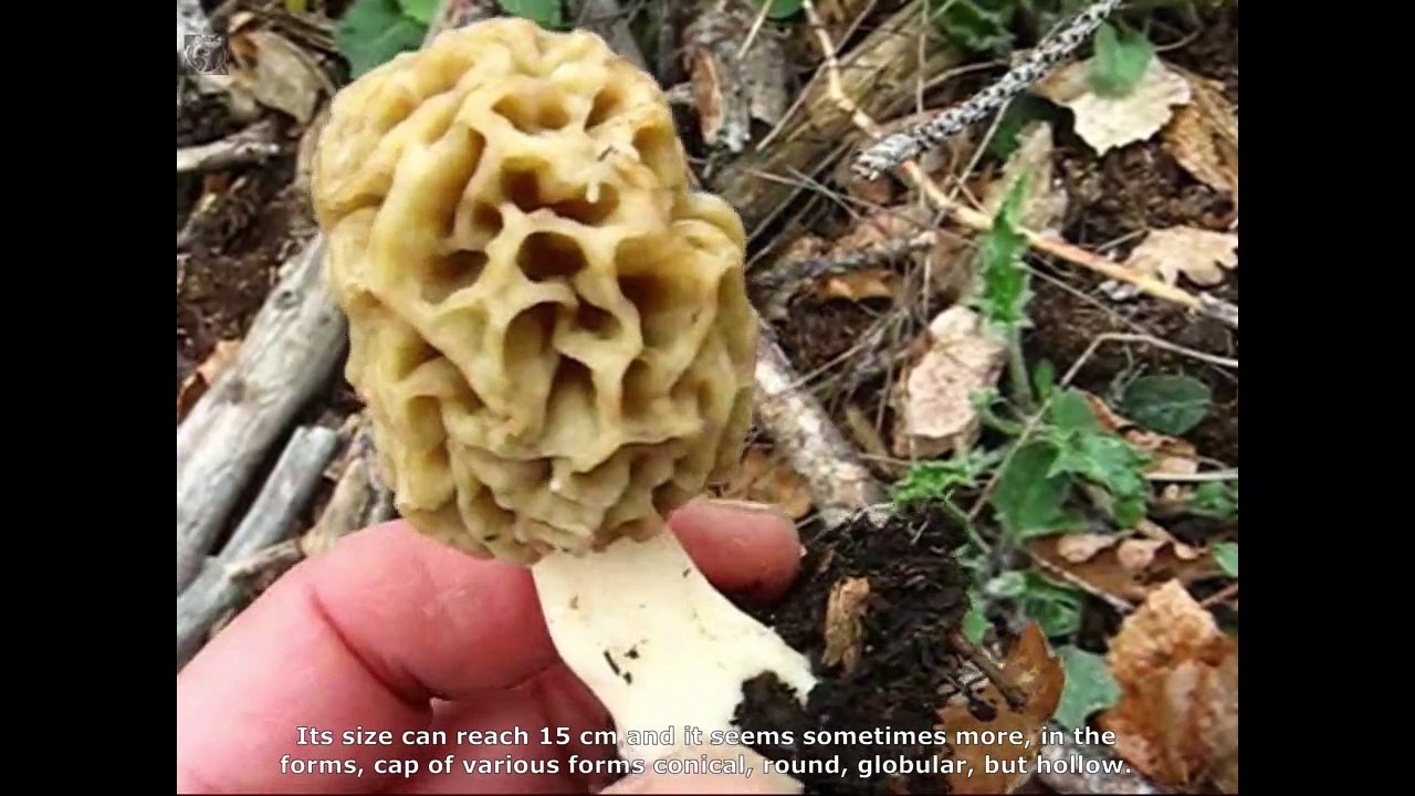 Morchella esculenta et var rotunda. Champimaginatis. English Text