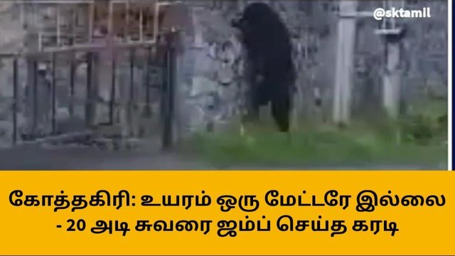 நீலகிரி: 20 அடி சுவரை ஒரே ஜம்ப் செய்த கரடி-வீடியோ பெரும் வைரல்