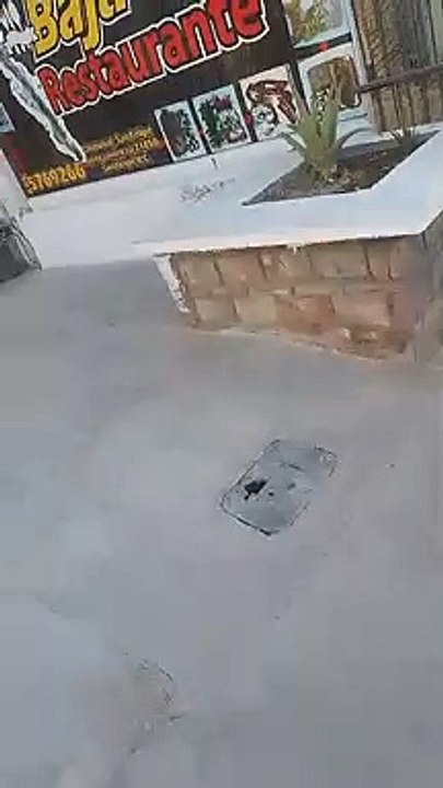 Chien méchant vs Clôture