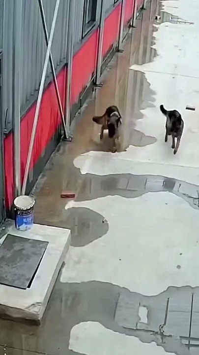 Düşen dostunu kurtarmak için sahibini çağıran akıllı bıdık 