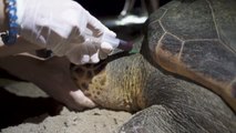 El aumento de la temperatura está influyendo en la reproducción de las tortugas marinas que desovan en nuestra costa
