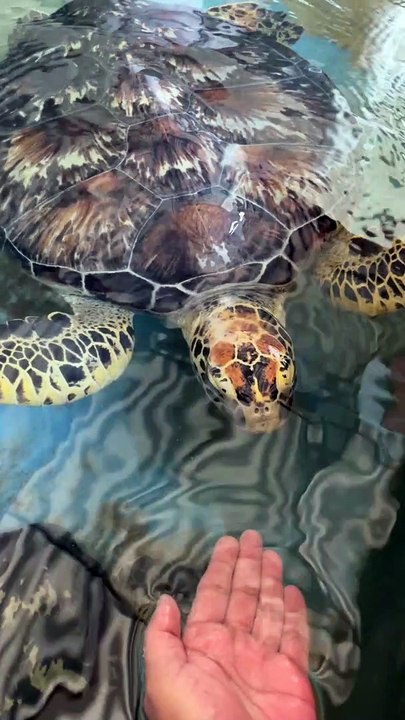 Rare beautiful turtles in Sri Lanka 4K video #shorts
