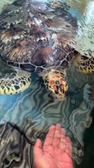 Rare beautiful turtles in Sri Lanka 4K video #shorts