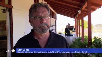 Intoxicación sin precedentes de animales marinos en California