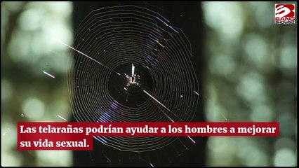La seda de las telarañas podría salvar la vida sexual de los hombres