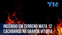 Incêndio em terreno mata 12 cachorros na Grande Vitória