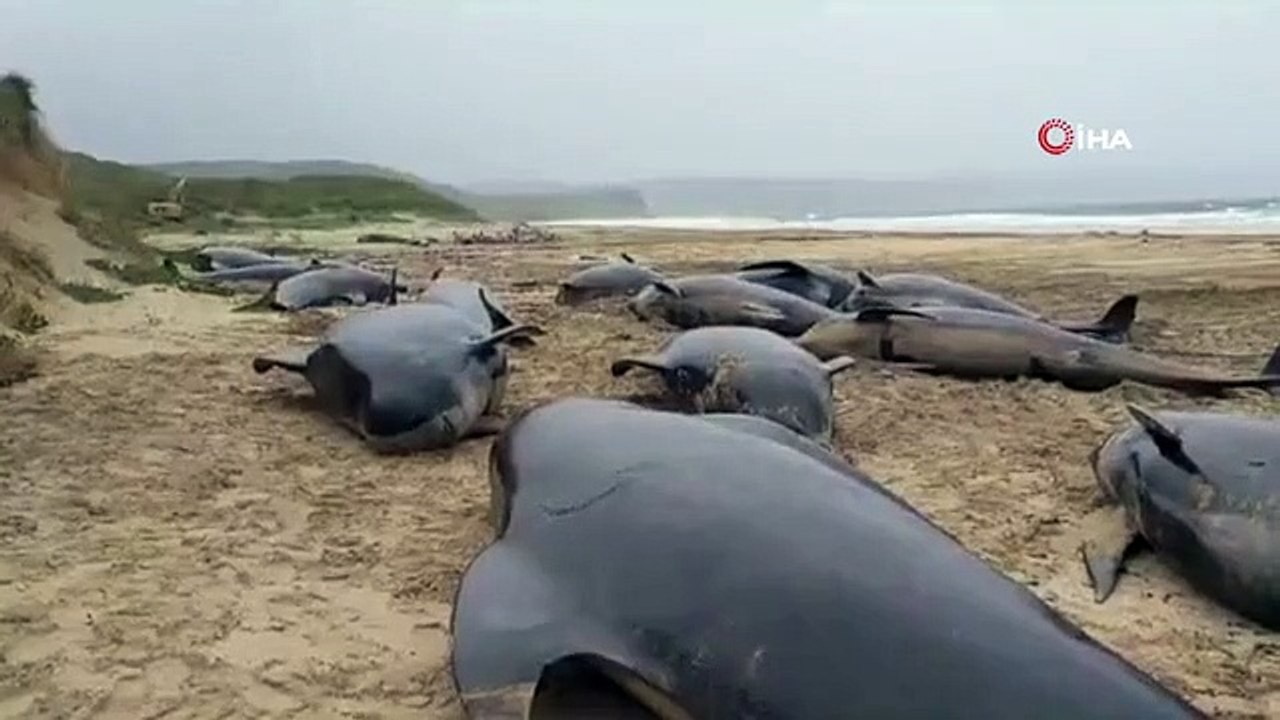 55 globicéphales échoués en Ecosse