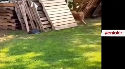 Her şeyi gördük de köpeği kovalayan tavuğu görmemiştik