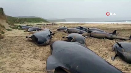 55 globicéphales échoués en Ecosse