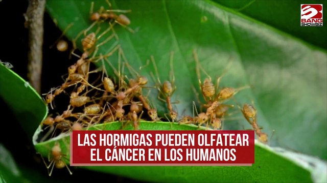 Las hormigas pueden olfatear el cáncer en los humanos