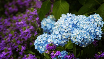 When to Plant Hydrangeas, According to Experts