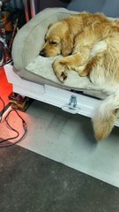A Golden Retriever Is A Nice Place To Rest
